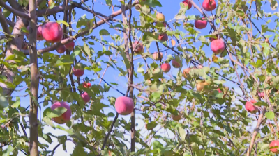 Orchards Full of Unpicked Fruit: Growers in North-Western BulgariaCcomplain of Low Purchase Prices and Lack of Reliable Market