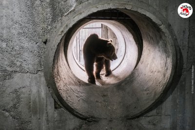Мечокът Явор вече е в Парка за мечки &ndash; Белица