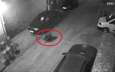 Охранителна камера засне разходката на мече по улица в Благоевград