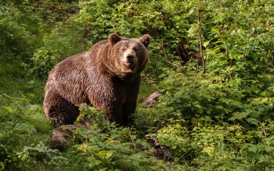Bear Spotted on Vitosha: &ldquo;We Are Guests in the Mountains, Not the Other Way Around,&rdquo; Says Man Who Encountered It