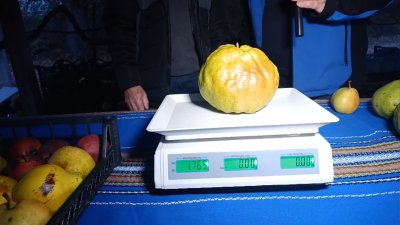Европейски рекорд: 2-килограмова круша отгледаха двама братя от кърджалийското село Подкова