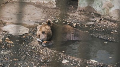 Една добра история с мечка: Паркът в Белица посрещна 22-годишния мечок Явор