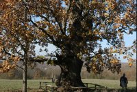Още 11 вековни дървета на територията на ПП „Странджа“ ще бъдат обявени за защитени