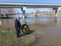 снимка 8 Започна зарибяването на река Марица край Пазарджик (СНИМКИ)