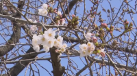 В Токио се радват на цъфналите вишни