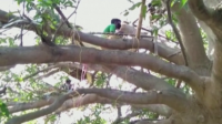 В Индия бездомни се самоизолират по дърветата