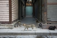 Забраняват яденето на кучета и котки в Шънджън