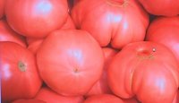 БАБХ насочи за унищожаване 5 тона домати с наличие на остатъчни вещества от пестициди