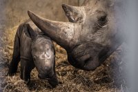 снимка 3 Бебе носорог се роди в зоопарка в Копенхаген