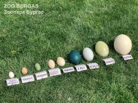 снимка 1 Зоопаркът в Бургас представи интересна колекция от яйца
