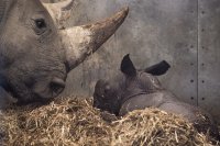 снимка 2 Бебе носорог се роди в зоопарка в Копенхаген