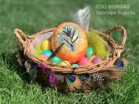 снимка 3 Зоопаркът в Бургас представи интересна колекция от яйца