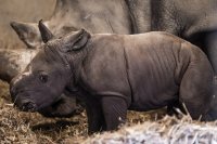 снимка 4 Бебе носорог се роди в зоопарка в Копенхаген