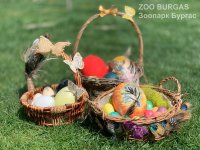 снимка 6 Зоопаркът в Бургас представи интересна колекция от яйца