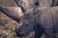 снимка 5 Бебе носорог се роди в зоопарка в Копенхаген