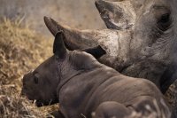 снимка 1 Бебе носорог се роди в зоопарка в Копенхаген