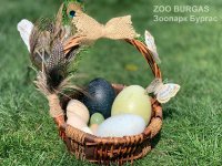 снимка 4 Зоопаркът в Бургас представи интересна колекция от яйца