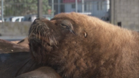 Морски лъвове превзеха улиците на аржентински град