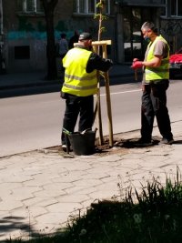 Започна засаждането на дървета по улици и булеварди в София