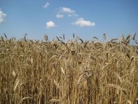 Сушата се отразява зле на посевите с пшеница в Добруджа