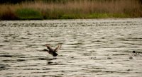 Пеликани, чапли и сиви гъски в резервата „Сребърна“ отглеждат потомство