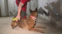Обучават кучета да надушват заразени с коронавирус