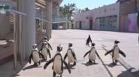 Пингвини се разхождат свободно в зоопарк в Япония
