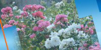 Розопроизводител в Карлово изкорени с багер над 25 дка масиви с маслодайна роза