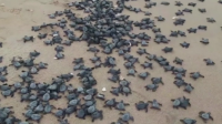 Милиони костенурчета се излюпиха на плаж в Индия