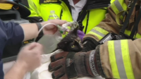 Спасиха котка при голям пожар в САЩ