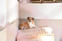 Общинският приют за кучета в Пловдив търси добри стопани за настанените животни