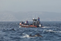 Стадо от 1000 делфини доближи калифорнийския бряг край Лагуна бийч