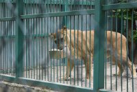 #60 секунди без COVID-19: Лъвът Любо от зоопарка в Разград вече е на диета