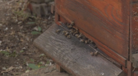 Каква е причината за измрелите пчели в Плевен и Добрич?