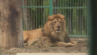 Лъвът Любо се чувства добре, с партньорката му Ева все още са на специална диета