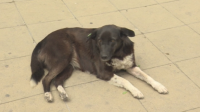 В Благоевград имат проект за нов приют за кучета, но няма пари