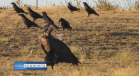 Лешоядът Ултрон - какво стои зад убийството на една защитена птица?