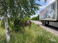 снимка 3 Безстопанствено малтретирано магаре на път до Казанлък (Снимки)