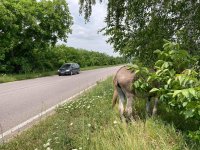 снимка 1 Безстопанствено малтретирано магаре на път до Казанлък (Снимки)