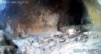 Бебе египетски лешояд се излюпи в гнездото на двойка от Провадия