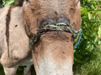 снимка 2 Безстопанствено малтретирано магаре на път до Казанлък (Снимки)