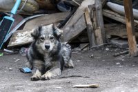 Проверка в русенски имот след сигнал: В лоши условия се отглеждат 14 кучета