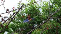Дъждовете се отразят пагубно на черешовата реколта в Кюстендил
