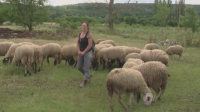БСП атакува кабитета след решение на ВАС да отмени решението за избиване на овце в Ямболско