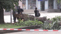 След инцидента с паднало дърво в Кюстендил: Говори майката на спасеното дете