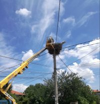 Акция по спасяване на бедстващи щъркели на гнездо в Пловдив