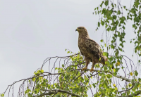 Нови гнезда на малък креслив орел откриха в Източна България