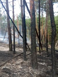 снимка 3 Пожарът в района над Брестовица изпепели 10 дка гора