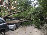 След бурята: Клон се откъсна и удари човек на ул. "Шипка", дърво се стовари върху автомобили на "Хан Крум"