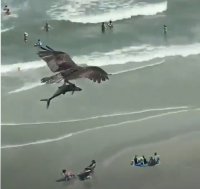Орел сграбчи акула и прелетя с нея над оживен плаж (ВИДЕО)